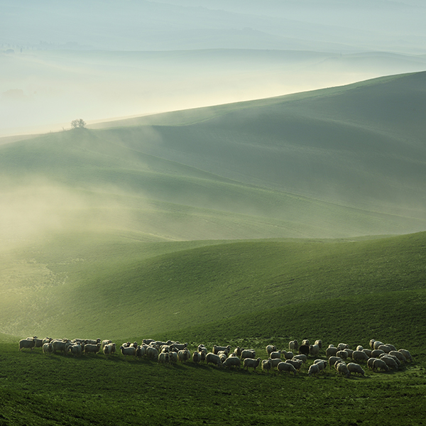 Sheep in hills