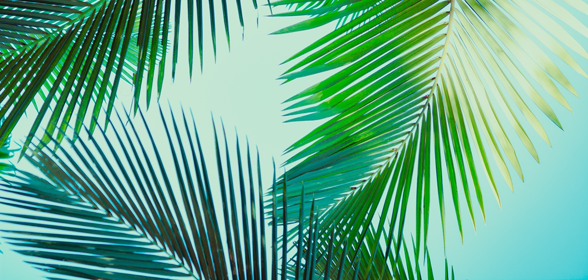 Lent Palm
