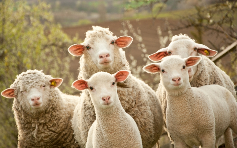 What does the Bible say about animal sacrifice?